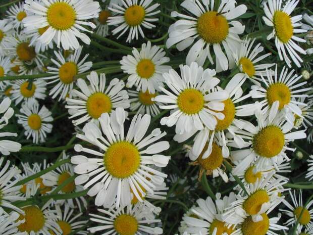 http://flower.onego.ru/other/phlox/ena_7594.jpg