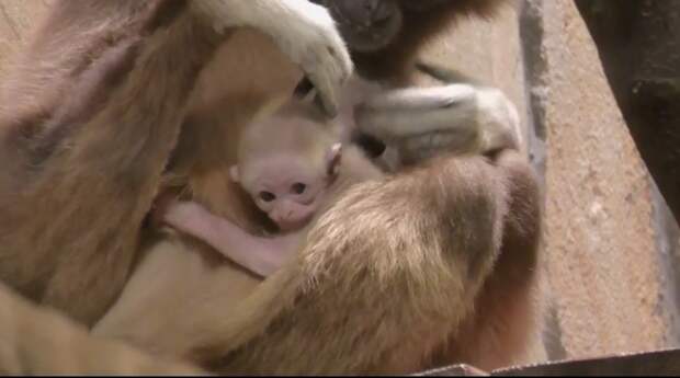 Самке белорукого гиббона из Ленинградского зоопарка дали имя