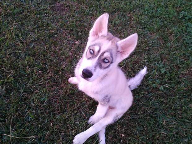 28 обаятельных животных с уникальным природным окрасом животные, окрас