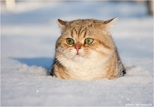 snow1