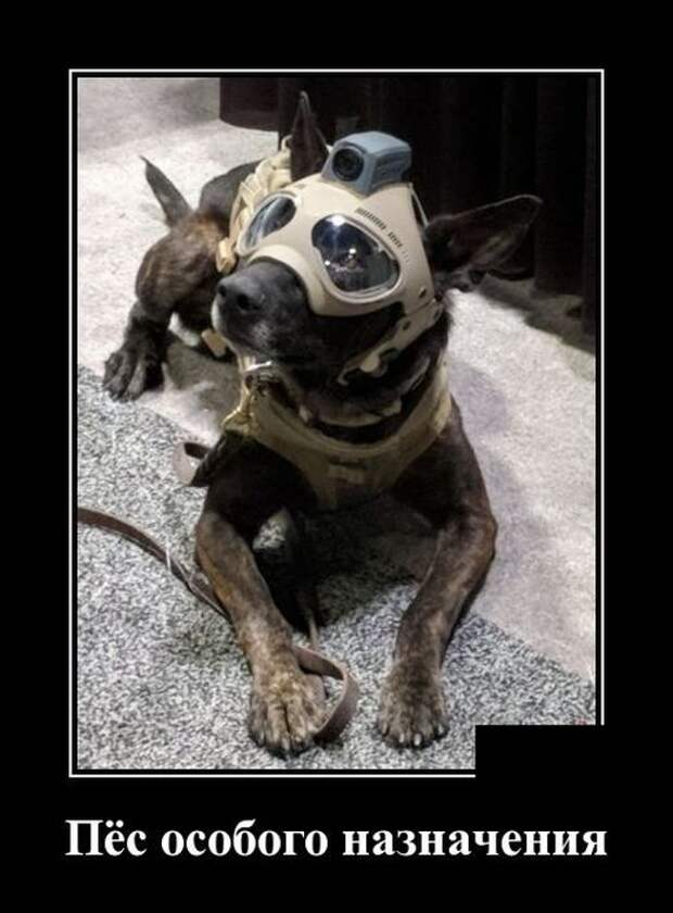 Демотиваторы Демотиваторы