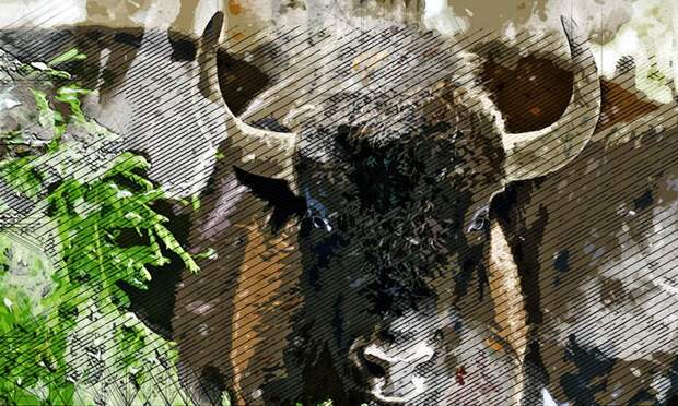 Минувшей зимой орловских зубров увидело рекордное количество человек