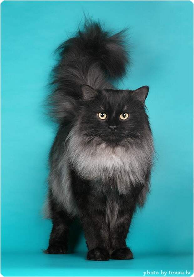 Сибирская кошка, фото сибирской кошки