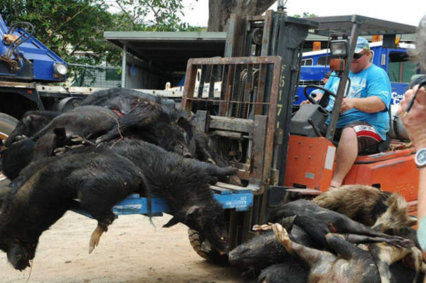 cooktownhogs Массовая охота на диких свиней в Австралии