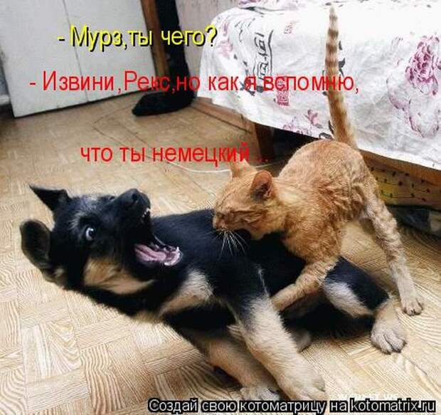 Лучшие котоматрицы недели (50 фото)
