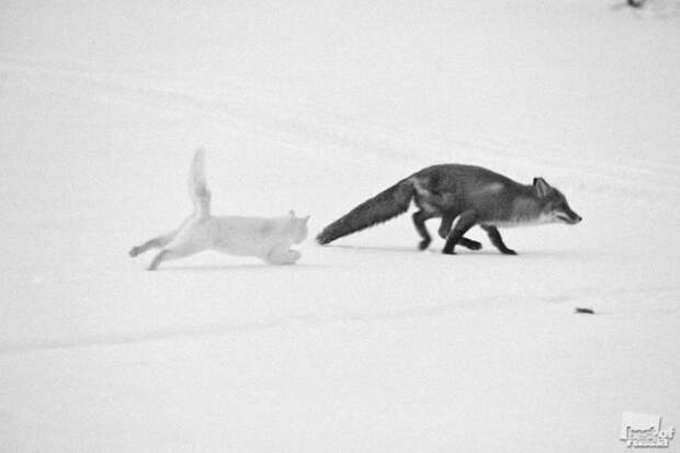 Лучшие фотографии России 2011. Номинация Природа