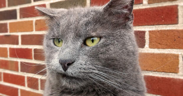кот, морда кота