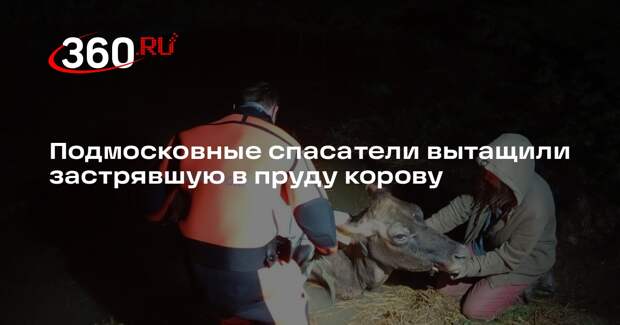 Подмосковные спасатели вытащили застрявшую в пруду корову