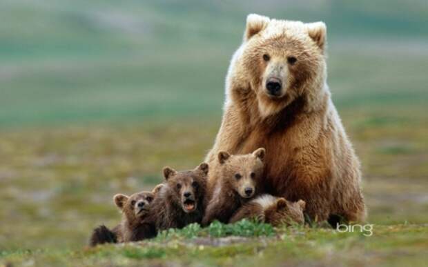 Grizzly Bear Mom - Bears & Animals Background Wallpapers on ...