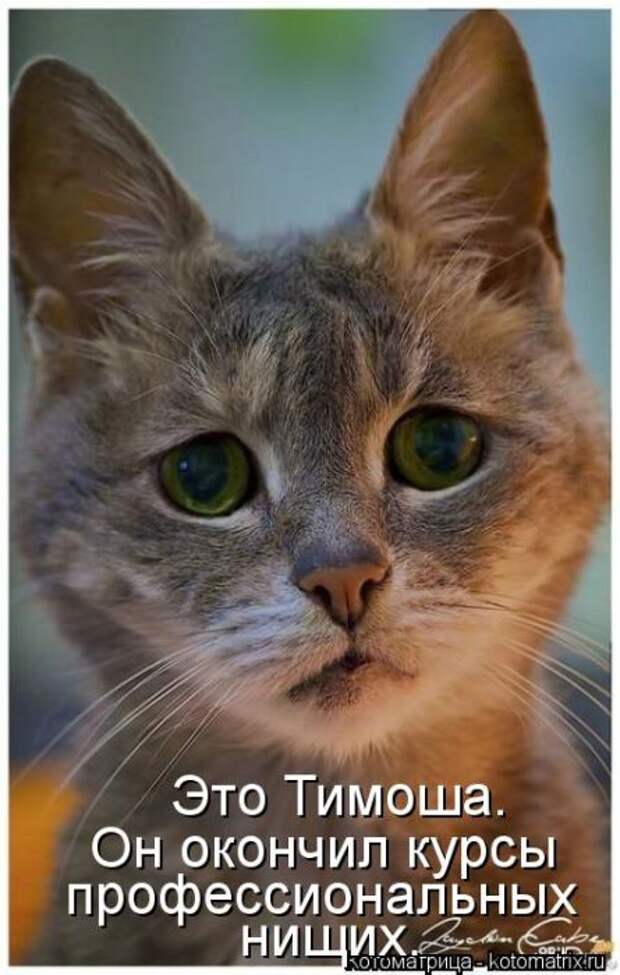 Котоматрицы(картинки с надписями)