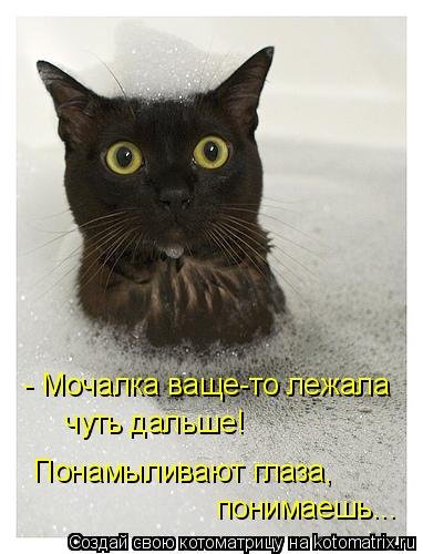 Лучшая котоматрица недели (25 фото)