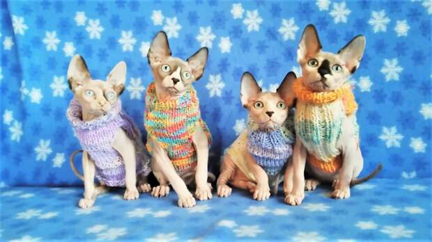 Прикольные и милые животные