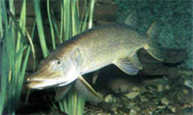 pike