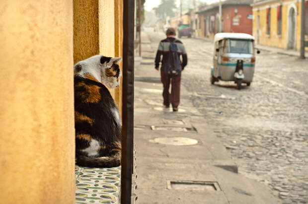 Кот, города котиков