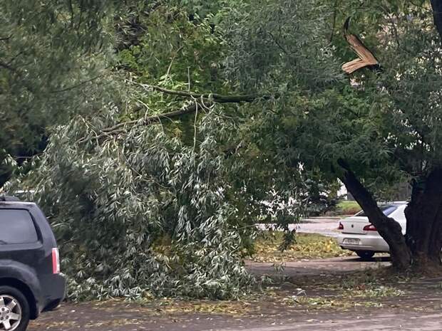 В Коптеве порывы ветра свалили на машины три дерева