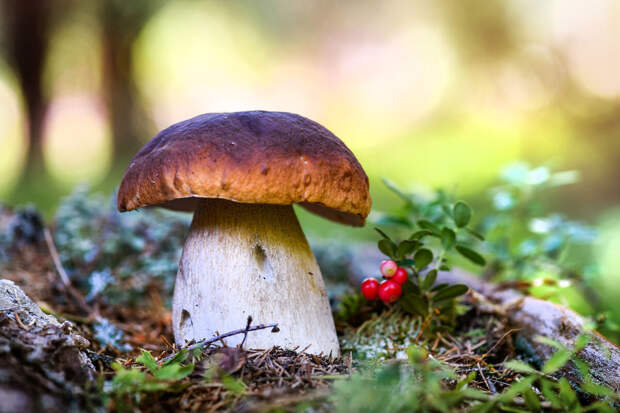 Гриб, вызывающий одну и ту же галлюцинацию у людей, заинтересовал ученых