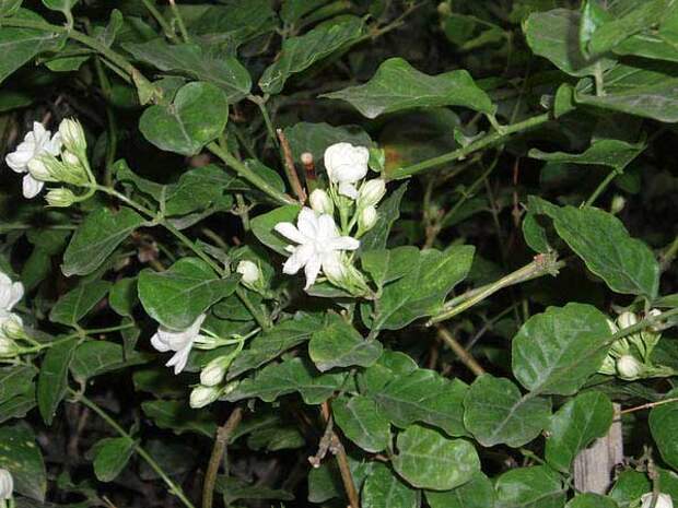 Jasminum sambac L. Aiton