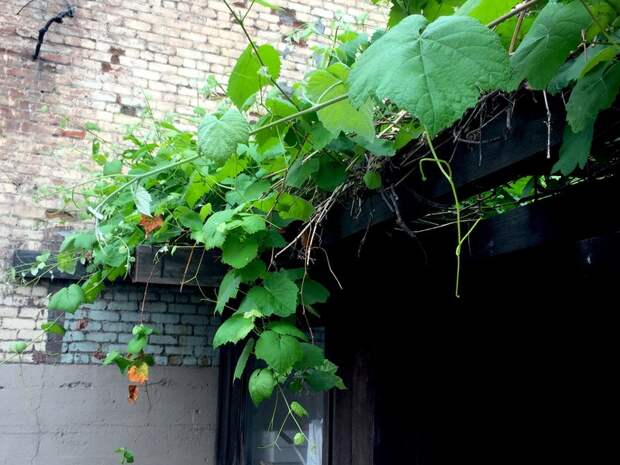 The grapevines hanging over the trellis at the Avila Adobe, in downtown Los Angeles.
