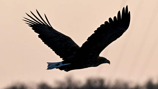 Следы из прошлого: птицы могли появиться на Земле гораздо раньше динозавров