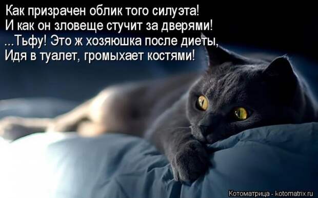 Новые котоматрицы с классным задором (30 фото)