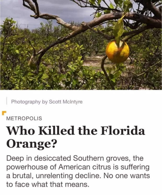 Дефицит апельсинов угрожает всему миру