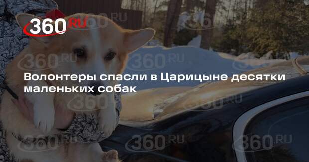 Волонтеры спасли в Царицыне десятки маленьких собак