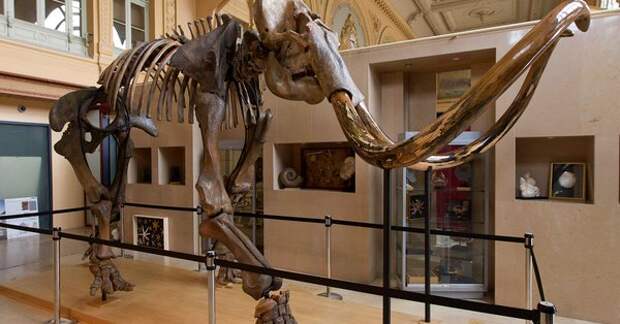 Во Франции почти за €550 тыс был продан скелет мамонта из Сибири
