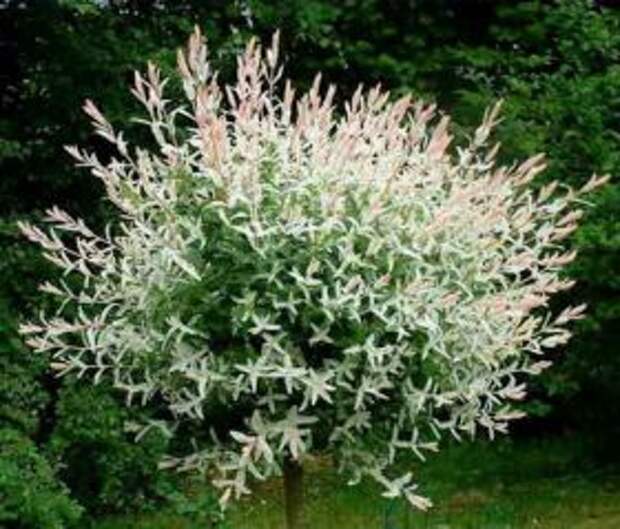 Ива цельнолистная Хакуро-Нишики / Salix Integra Hakuro-Nishiki