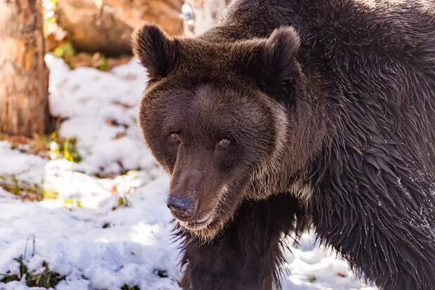 Говорите с ним о чем угодно: новосибирцев предупредили о встрече с медведем