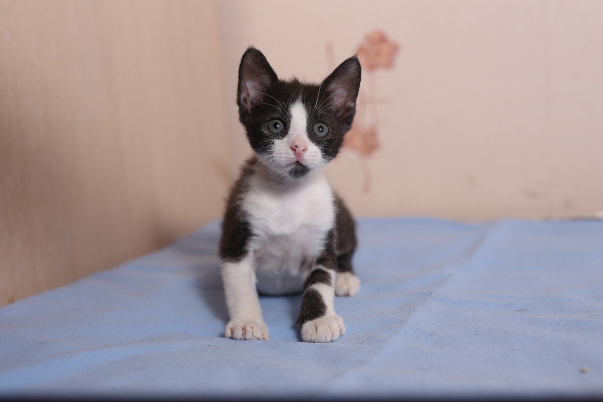 котенок сидит на подстилке