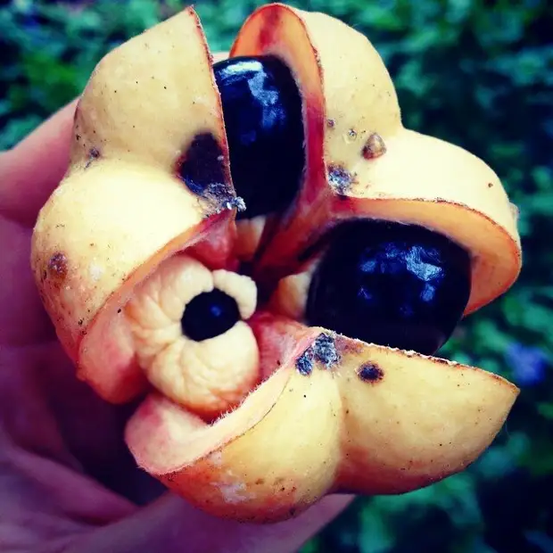 22 фрукта, которых многие никогда не пробовали