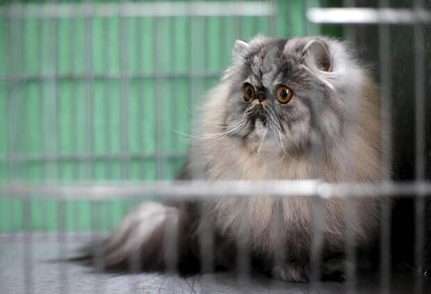 Выставка кошек в Риме Выставка кошек в Риме
