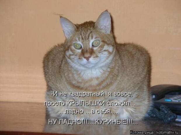 Котоматрицы(картинки с надписями)