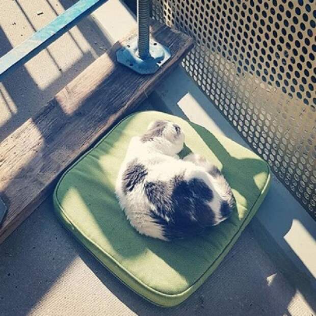 Спящая кошка Кошка на подушке