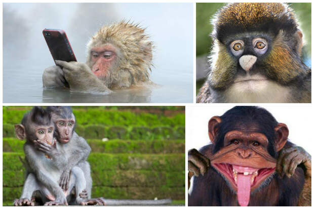 Простите за неполиткорректность, но это научный факт - был зафиксирован случай, когда обезьяна прошла тест на IQ с результатом, который соответствует уровню нормального развития взрослого американца. интересное, обезьяны, факты, фауна