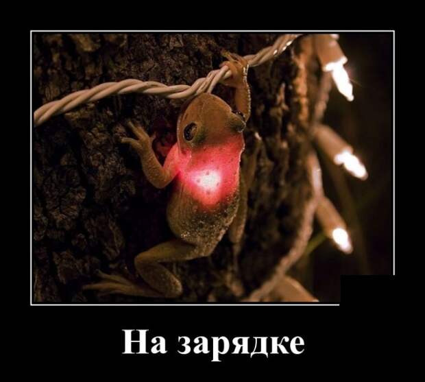 Демотиваторы (30 фото)