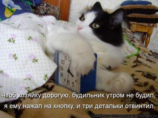 Котоматрицы(картинки с надписями)