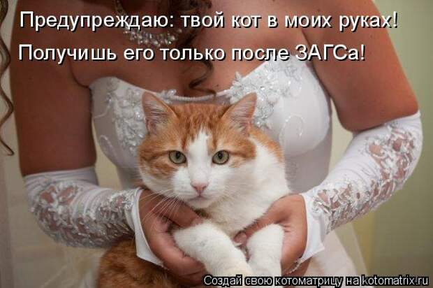 Котоматрица: Предупреждаю: твой кот в моих руках!  Получишь его только после ЗАГСа!