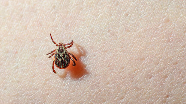 DHA: в турецкой провинции Сивас умер мужчина после укуса клеща