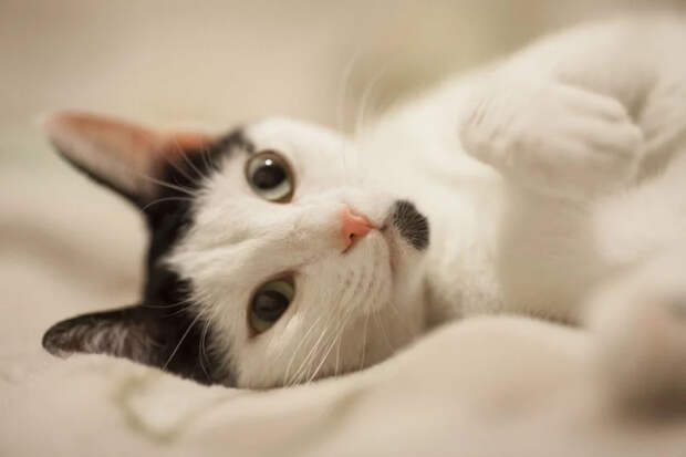 Не показывайте, кто главный: почему сила вредит кошачьей психике