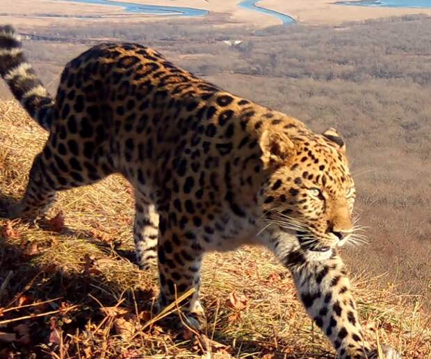 Имя для котёнка дальневосточного леопарда выберут голосованием в соцсетях