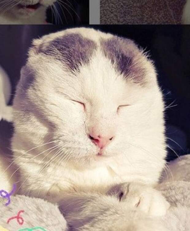 Кошка на солнце Кошка жмурится