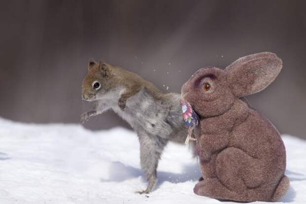 Фотография забавная жизнь белок Andre Villeneuve Фотография забавная жизнь белок Andre Villeneuve