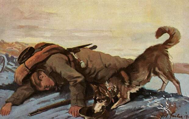 Галерея животных, втянутых людьми в мировую бойню Галерея животных, втянутых людьми в мировую бойню факты, мировая война, животные