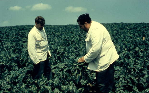Рекордный урожай. СССР, Московская область, 1957 год.