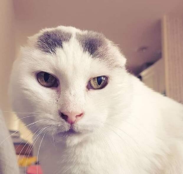Злая кошка Кошка без ушек