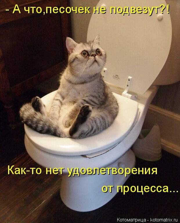 Лучшие котоматрицы недели