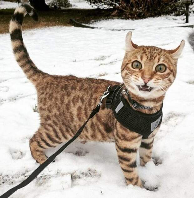 кошки и снег не предназначены друг для друга