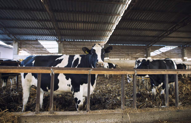 В Минсельхозе НСО назвали сроки снятия карантина после вспышки пастереллёза