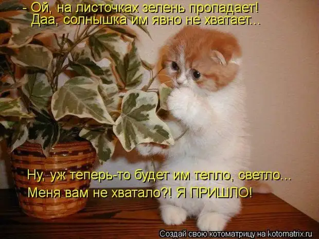 Мысли вслух :) 23 пушистые мыслишки